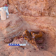 A large caudal vertebra from the anterior section of the tail, found at the Kem Kem site.